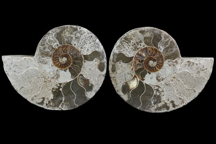Bargain, Cut & Polished Ammonite Fossil - Madagascar #73958